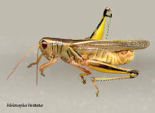 Melanoplus bivittatus- male, Two-striped grasshopper