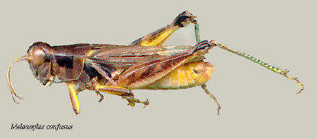 Melanoplus confusus- male, Pasture grasshopper