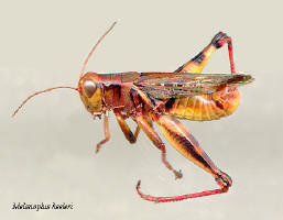 Melanoplus keeleri- male, Keeler's grasshopper