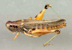 Melanoplus sanguinipes- female