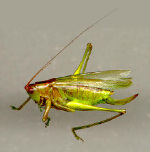 Common meadowgrasshopper