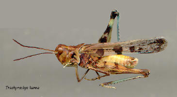 Trachyrhachys kiowa- male, Kiowa grasshopper
