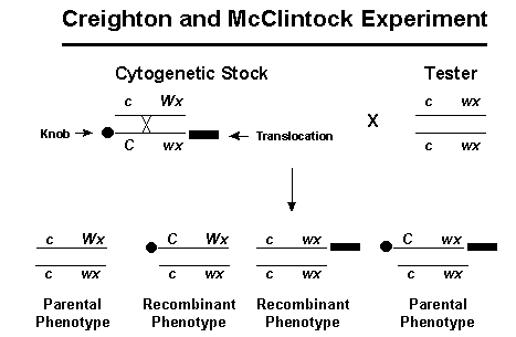 creighton and mcclintock experiment