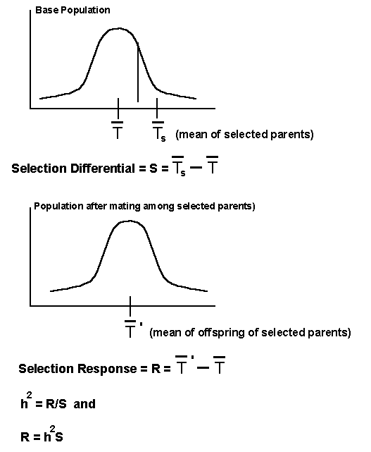 Introduction To Quantitative Genetics - Overhead 16