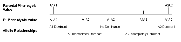 Mendelian Genetics, Overhead 15