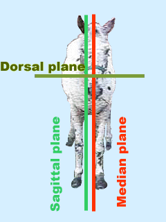 sagittal plane animal