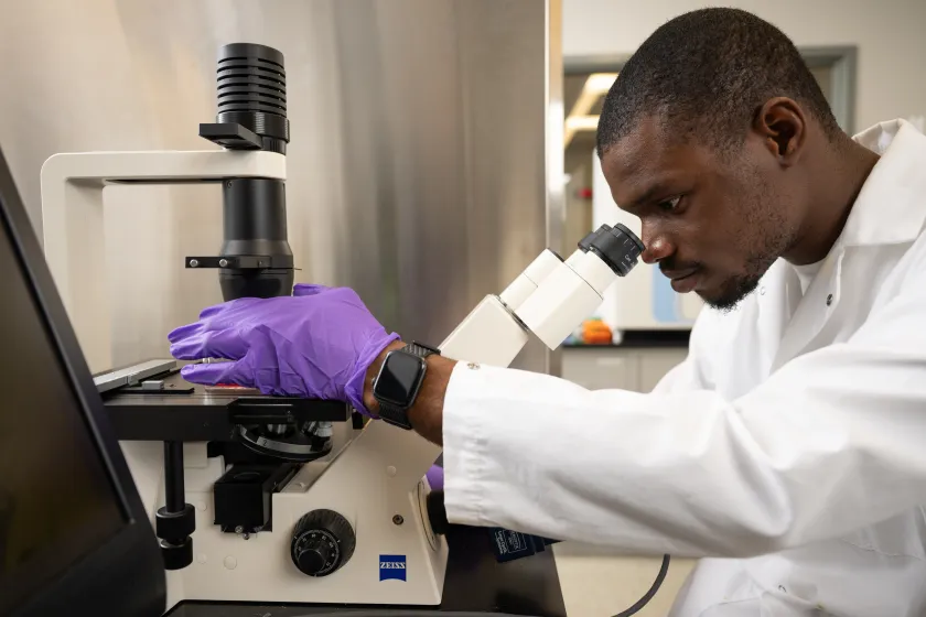 An NDSU student researcher looks through a microscope in a lab.